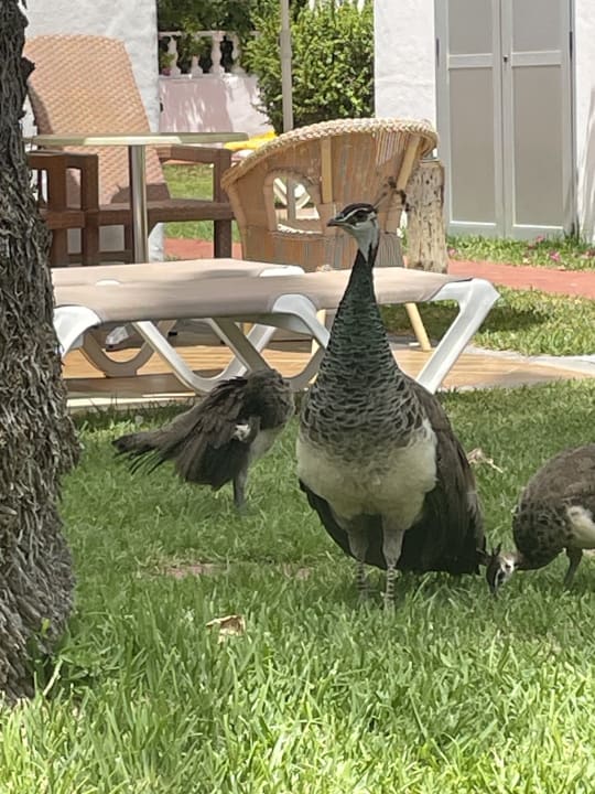 Sport & Freizeit HL Miraflor Suites Hotel