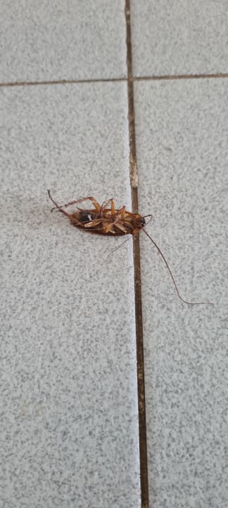 Zimmer Elba Lucía Sport & Suite Hotel