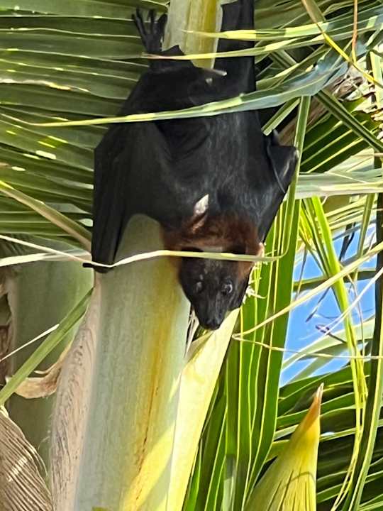 Strand Centara Ras Fushi Resort & Spa Maldives