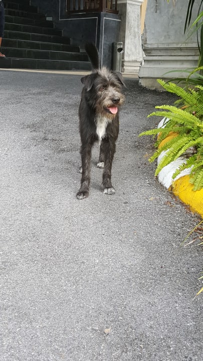 Unser Urlaubshund Struppi The Fair House Beach Resort