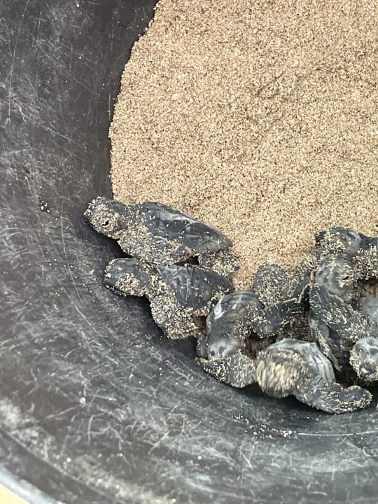 Sonstiges Meliá Laguna Beach