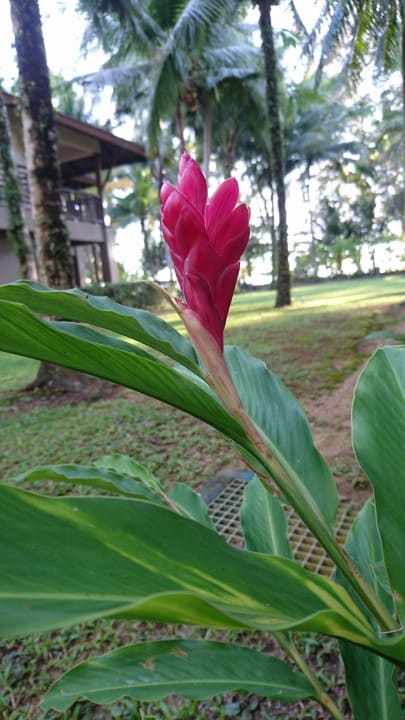 Gartenanlage The Grand Southsea Khaolak Beach Resort