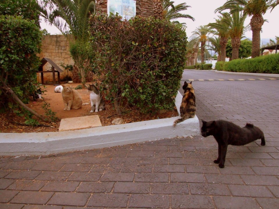 Kocia farma przed wejściem do obiektu Phãea Cretan Malia