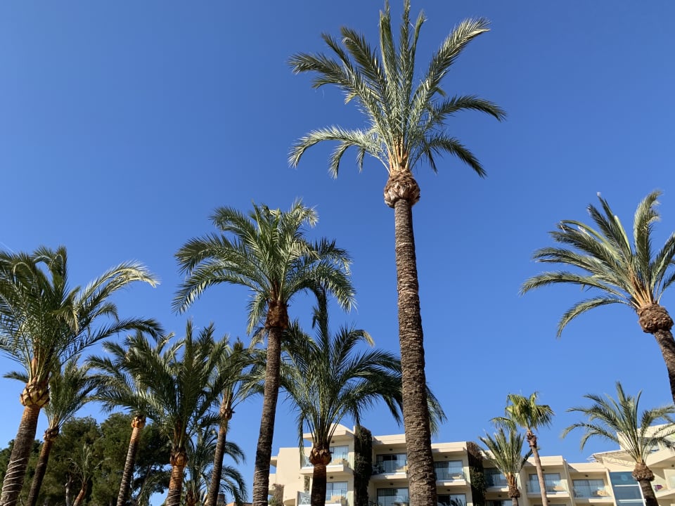 Gartenanlage VIVA Golf - Adults only 18+