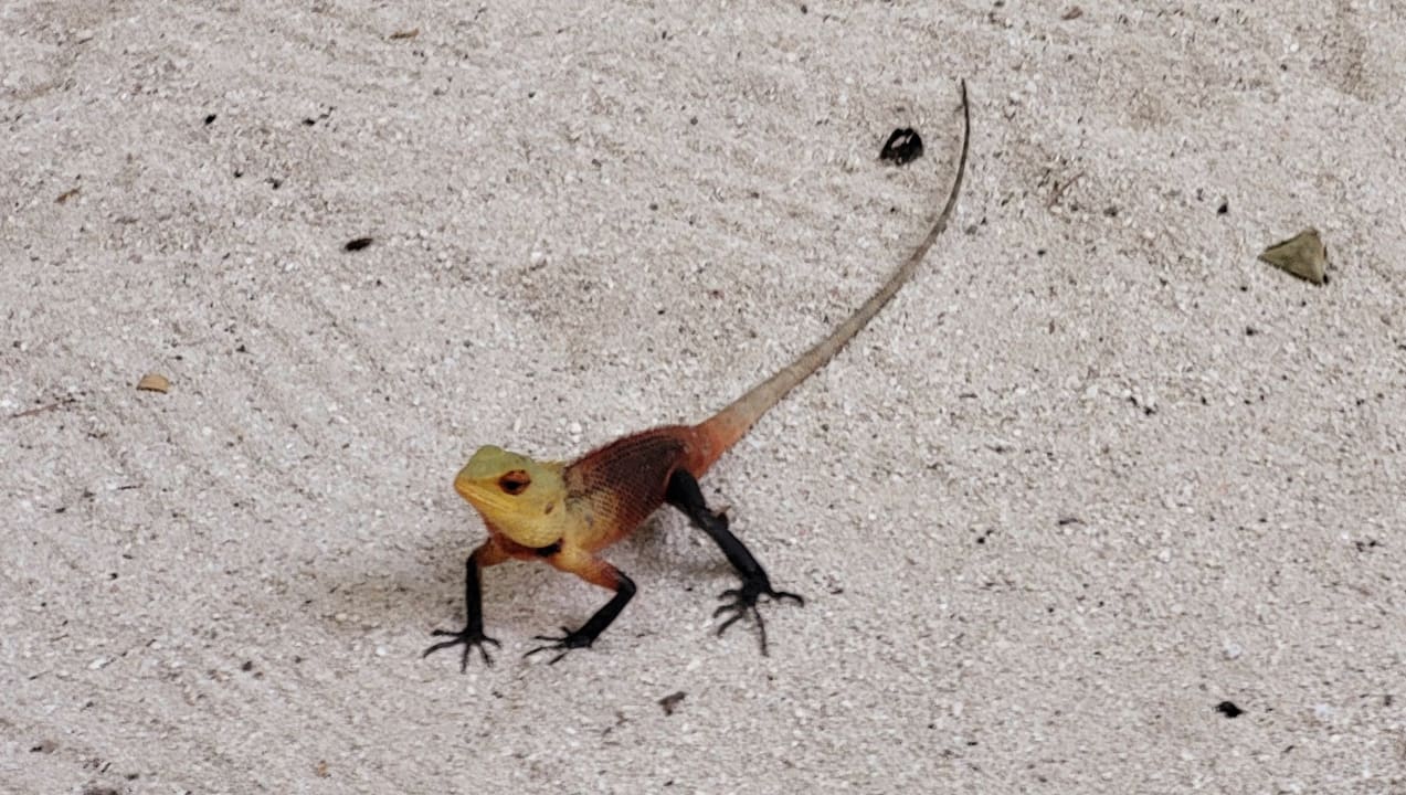 Gartenanlage Summer Island Maldives