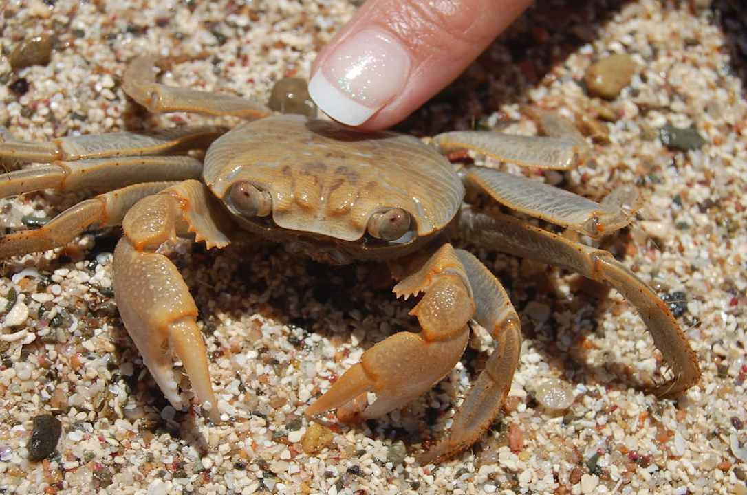 Krab Pensée Royal Garden Beach Resort