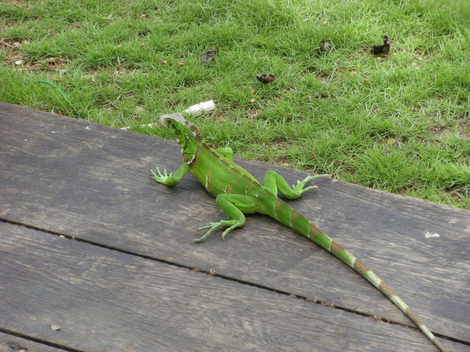 Gecko in der Snackbar Hotel Isla Caribe Beach