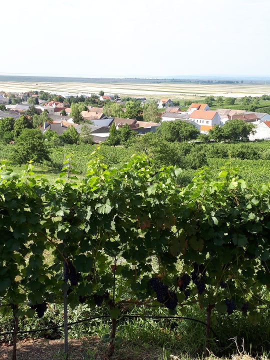 Gartenanlage Weingut & Gästehaus zum Seeblick - Familie Sattler