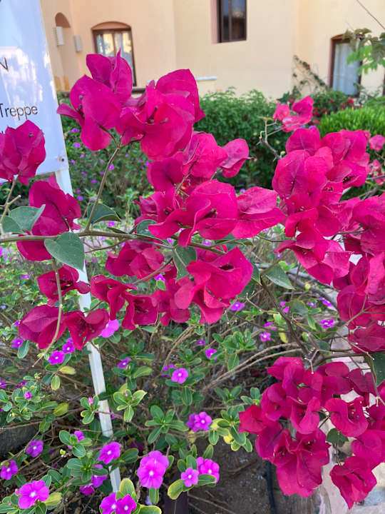 Gartenanlage Steigenberger Coraya Beach - Adults only