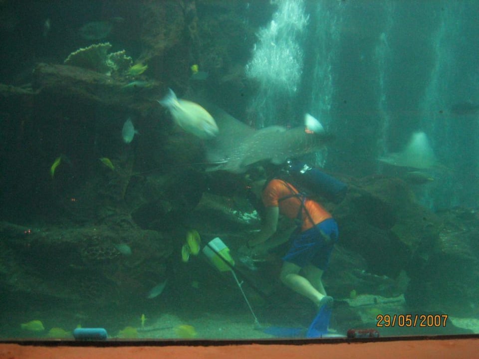 Aquarium im Hotel Alohilani Resort Waikiki Beach