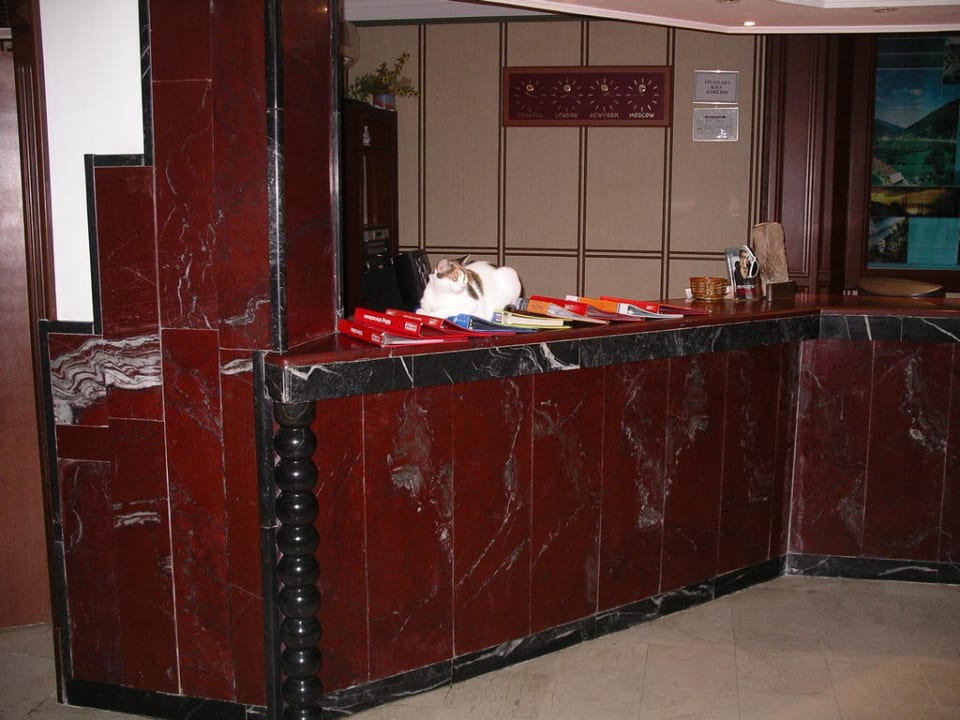 Gerne liegt die Katze auch mal auf dem Tresen Club Hotel Mirabell