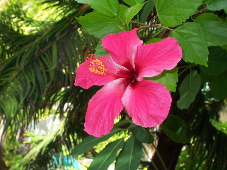 Hibiskus Meeru Maldives Resort Island