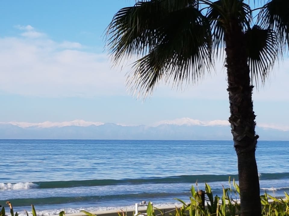 Strand Acanthus Cennet Barut Collection