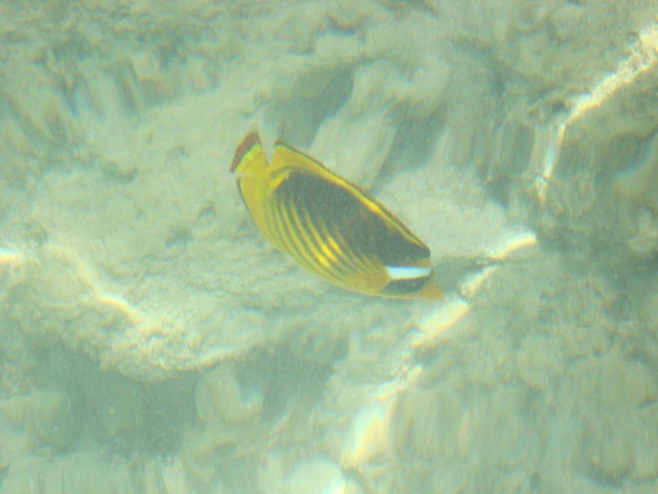 Tabakfalterfisch in der Badewanne Sentido Akassia Beach