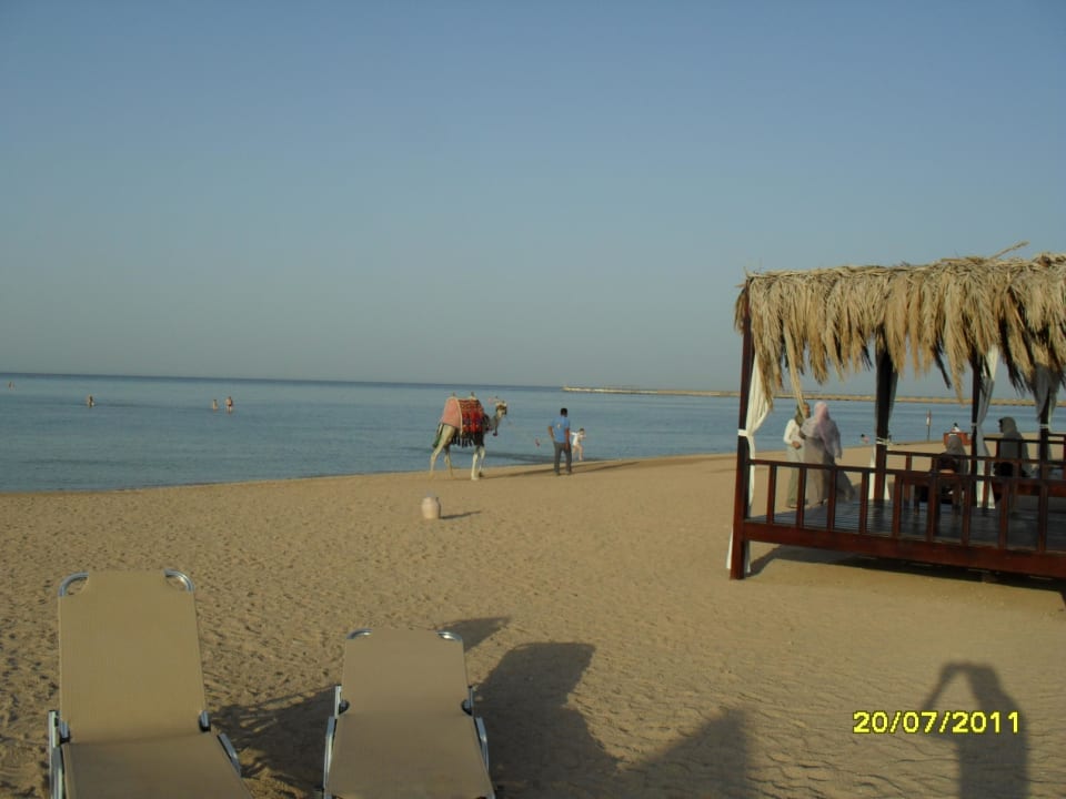 Wielbłądy za opłatą JAZ Aquamarine Resort