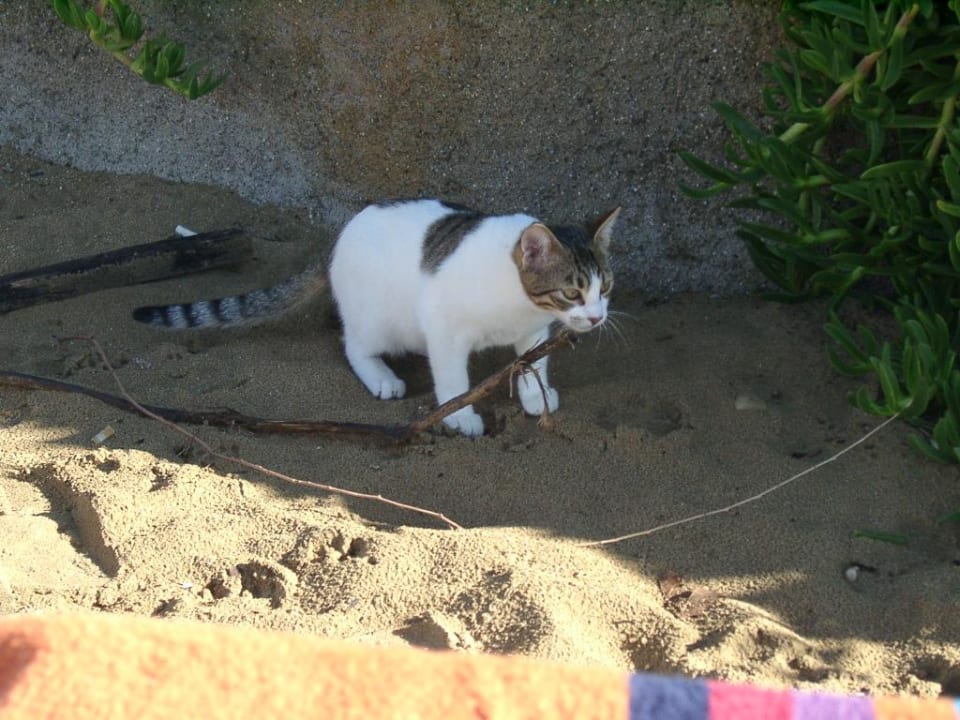 Katzen Aska Hotel Just in Beach