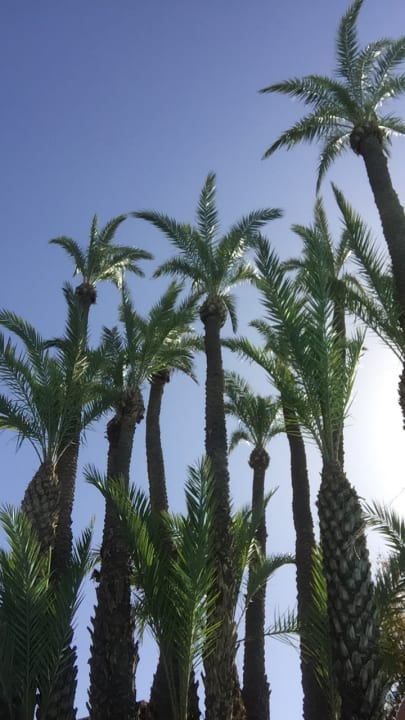 Gartenanlage Hotel Riu Tikida Garden - Adults Only