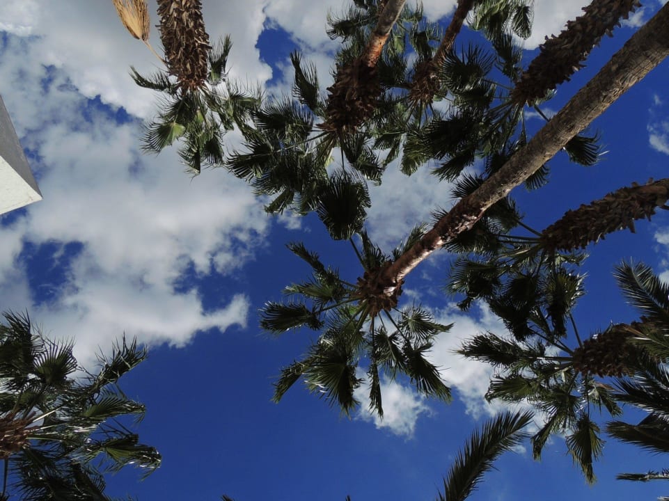 Palmen Hotel Nesrine