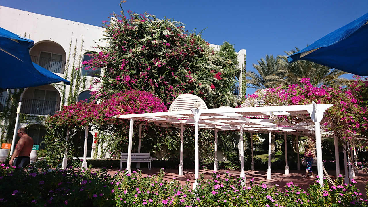 Gartenanlage Desert Rose