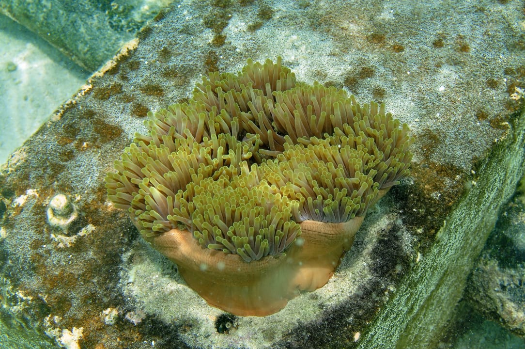 Sport & Freizeit Summer Island Maldives