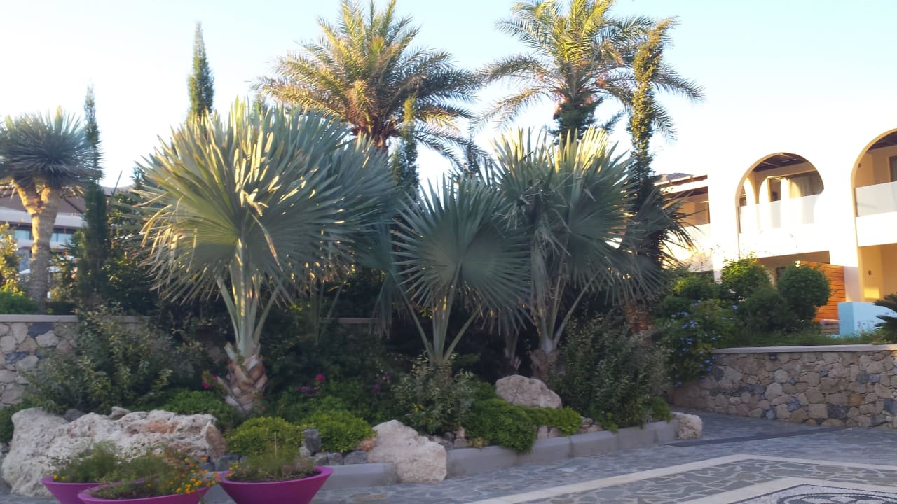 Sehr schöne Vegetation Aquagrand Artistic Luxury Beach Resort - Adults only