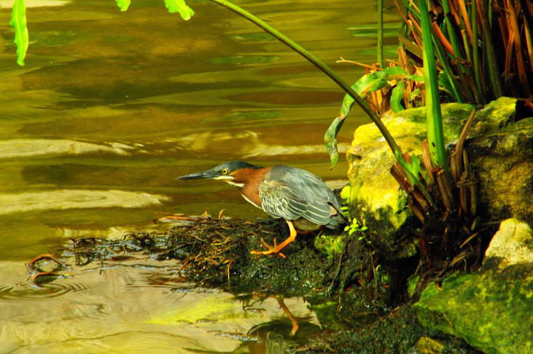 Ich warte auf Fische Grand Palladium Kantenah Resort & Spa