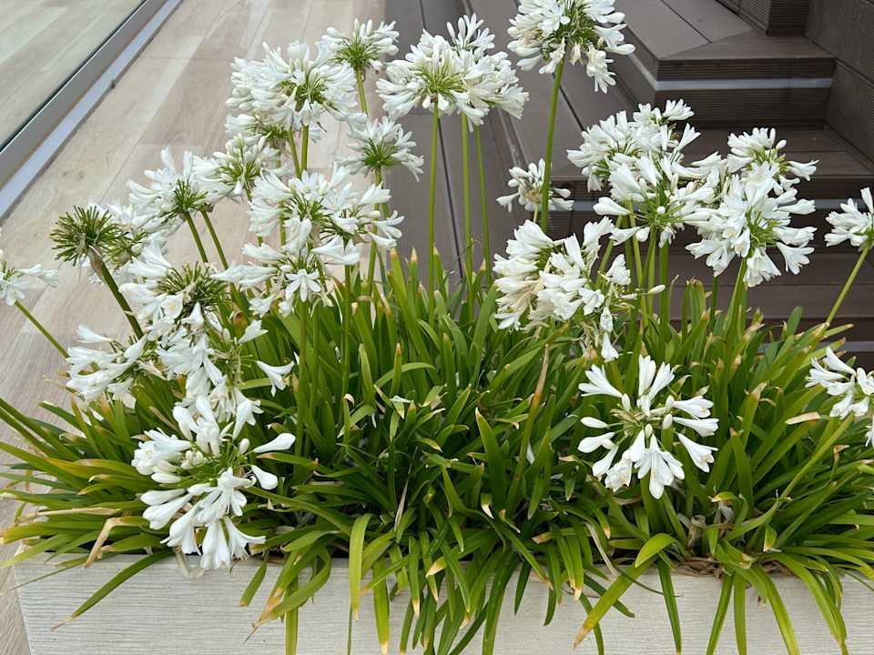 Außenansicht allsun Hotel Cristóbal Colón