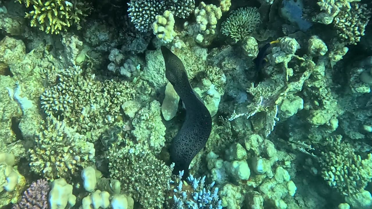 Strand Makadi Spa - Adults only