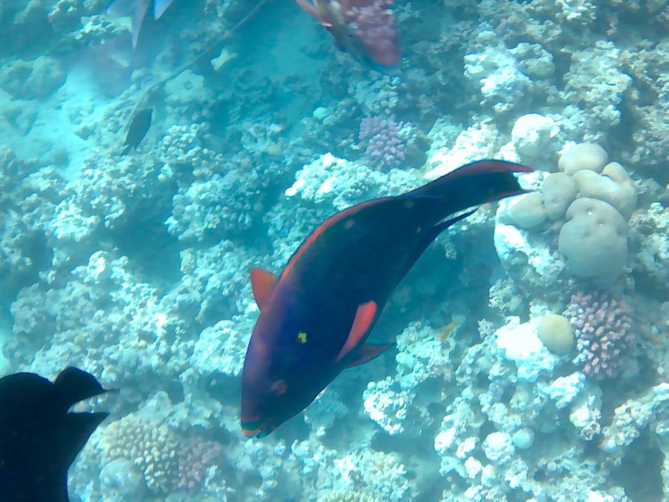 Strand Stella Beach Resort & Spa Makadi Bay