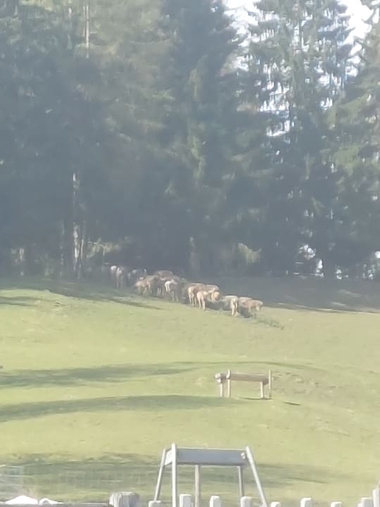 Ausblick Natur & Wellnesshotel Höflehner