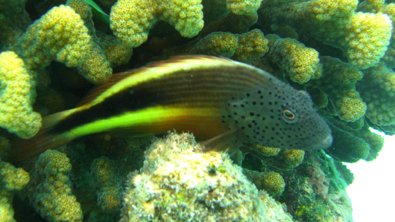 Die Unterwasserwelt am Hausriff Summer Island Maldives