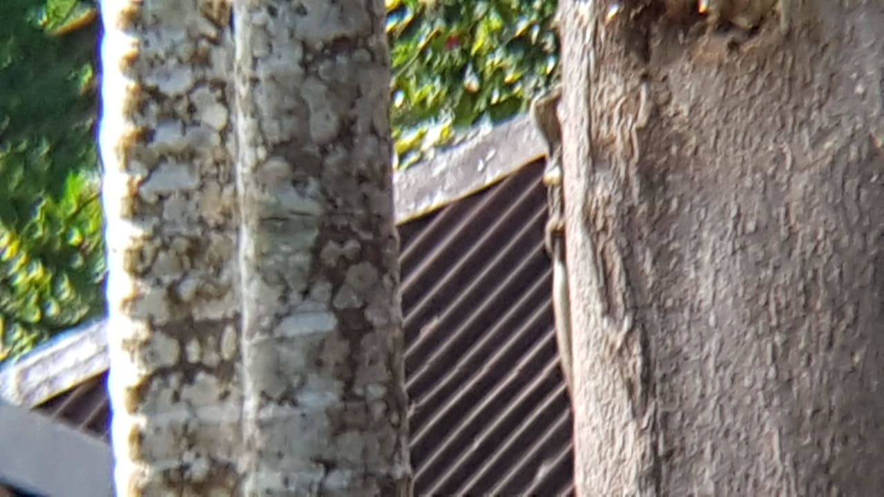 Finde das Tier Hotel Kampung Tok Senik Resort