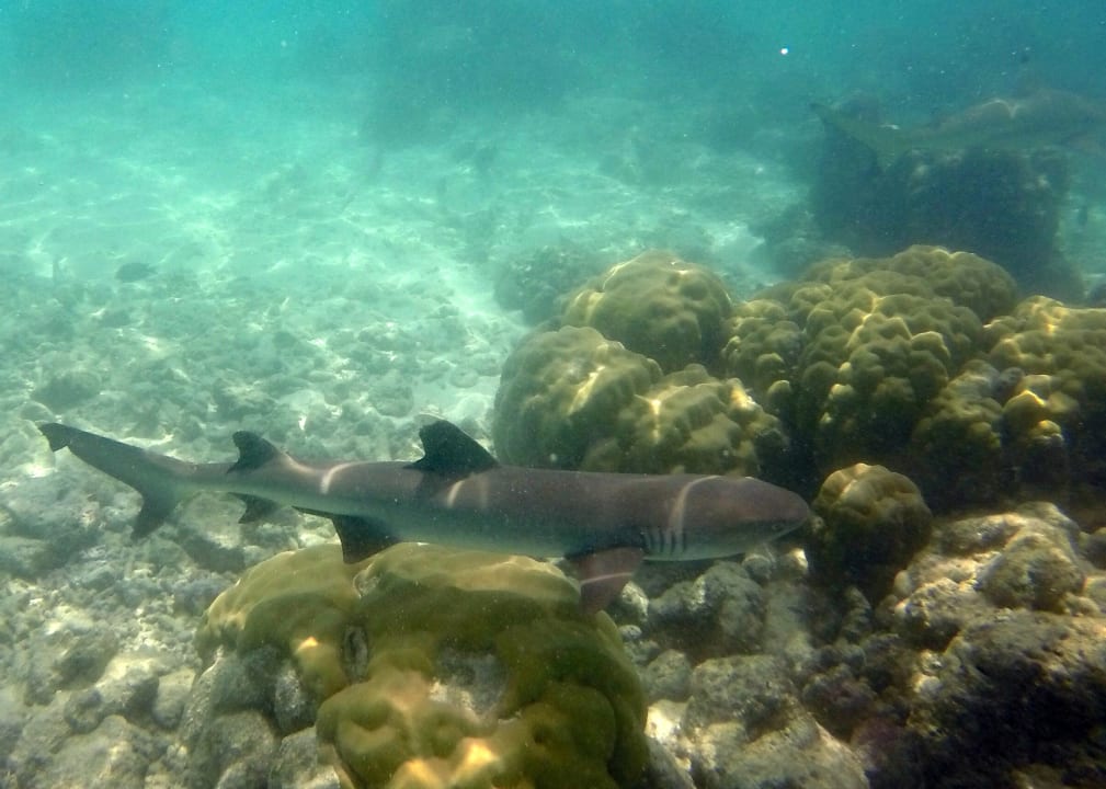 Sport & Freizeit Summer Island Maldives