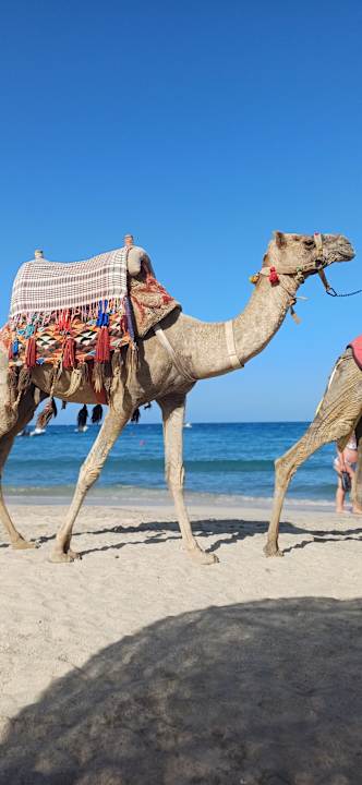 Gartenanlage Three Corners Sea Beach Resort