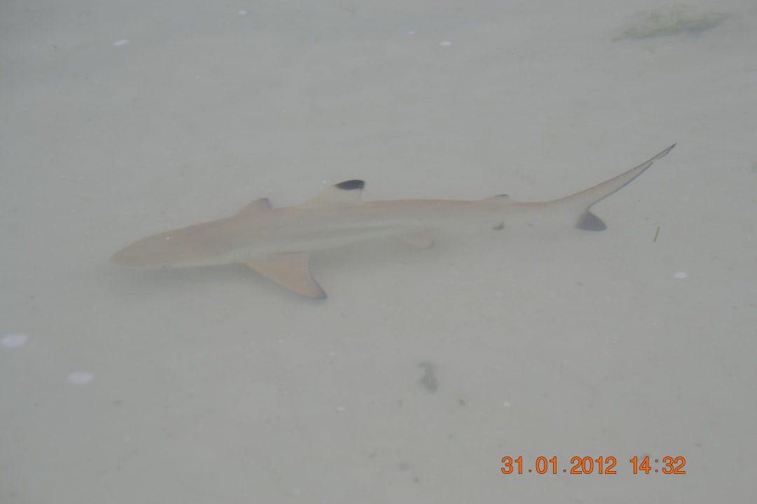 Rekiny wegetarianie Kuredu Island Resort & Spa