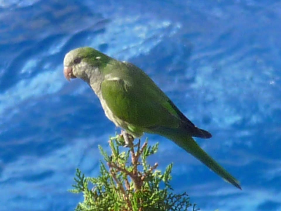 Waren oft am Pool Hotel & Apartments Casablanca