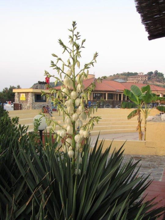 Hier findet die Abendanimation statt Villaggio Torre Ruffa Robinson