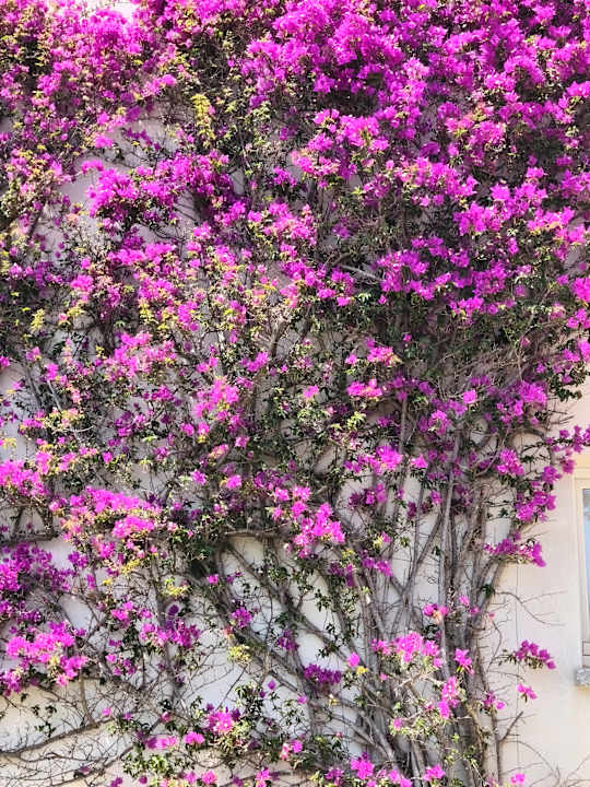 Gartenanlage EA BIANCA Residence