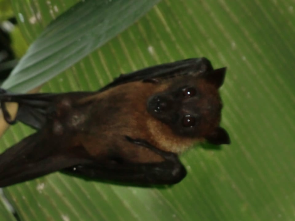 Flughund Kuramathi Maldives