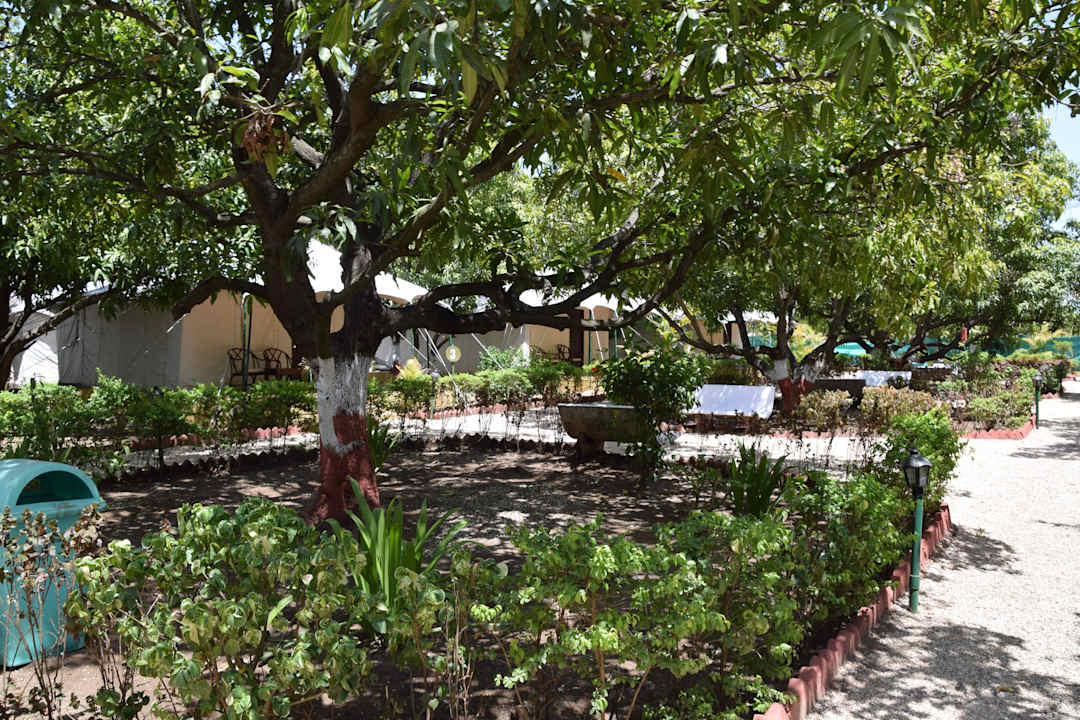 Blick zu den Zelten zwischen den Mangobäumen Hotel Lion Safari Camp