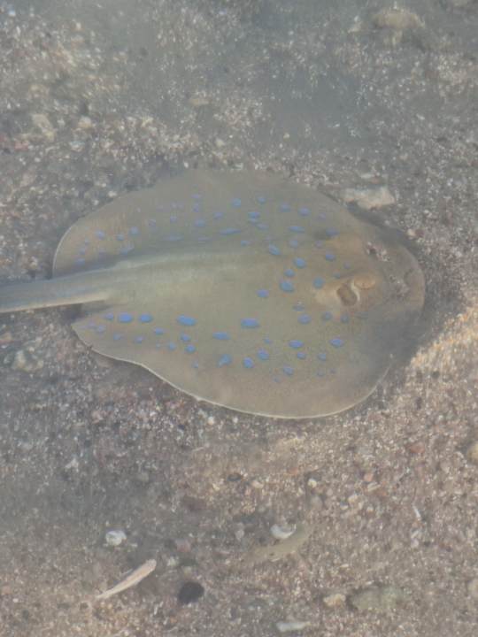 Strand Steigenberger Coraya Beach - Adults only