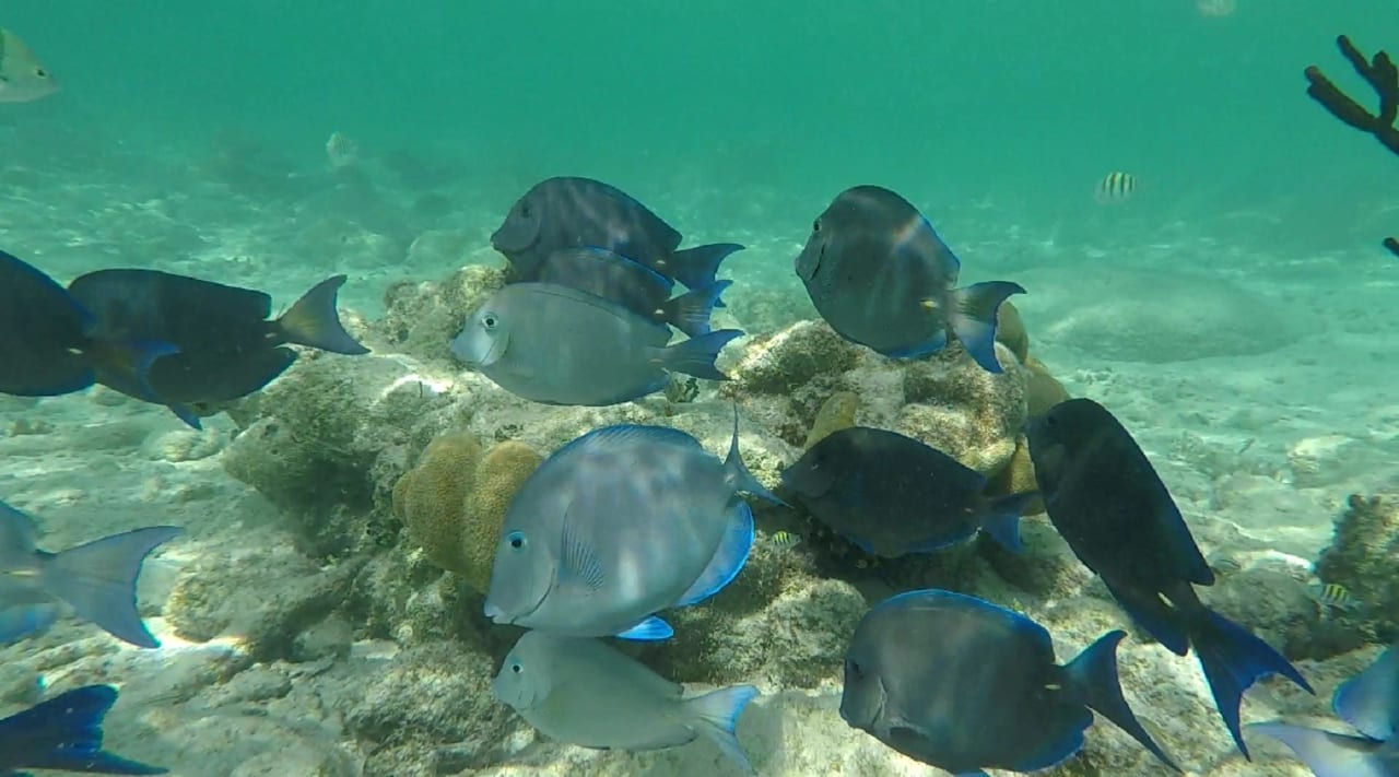 Strand Akumal Bay Beach & Wellness Resort