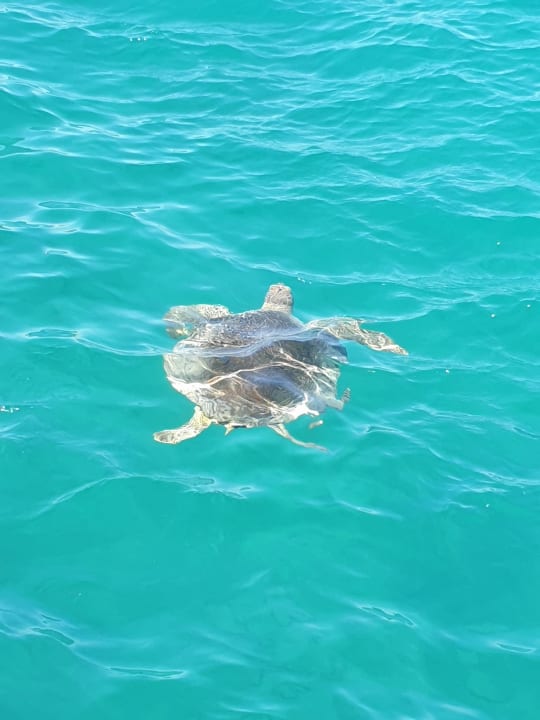 Strand The Grand Palace - Adults only