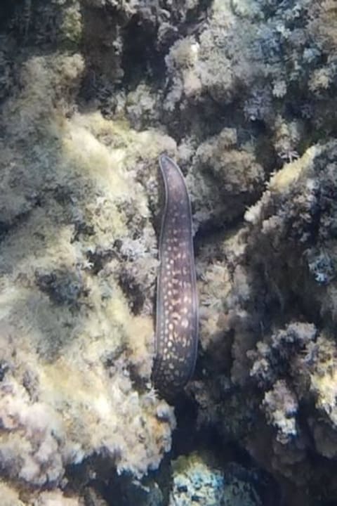 Murene (leider nur noch der Schwanz zu sehen) Grecotel Meli Palace