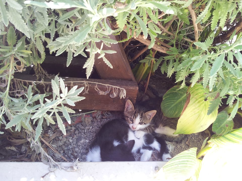 Babykatzen Aydinbey Kings Palace & Spa