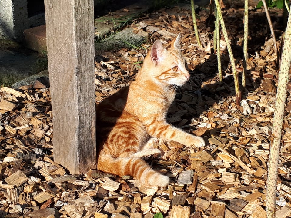 Sonstiges Bauernhof Bernhardenhof