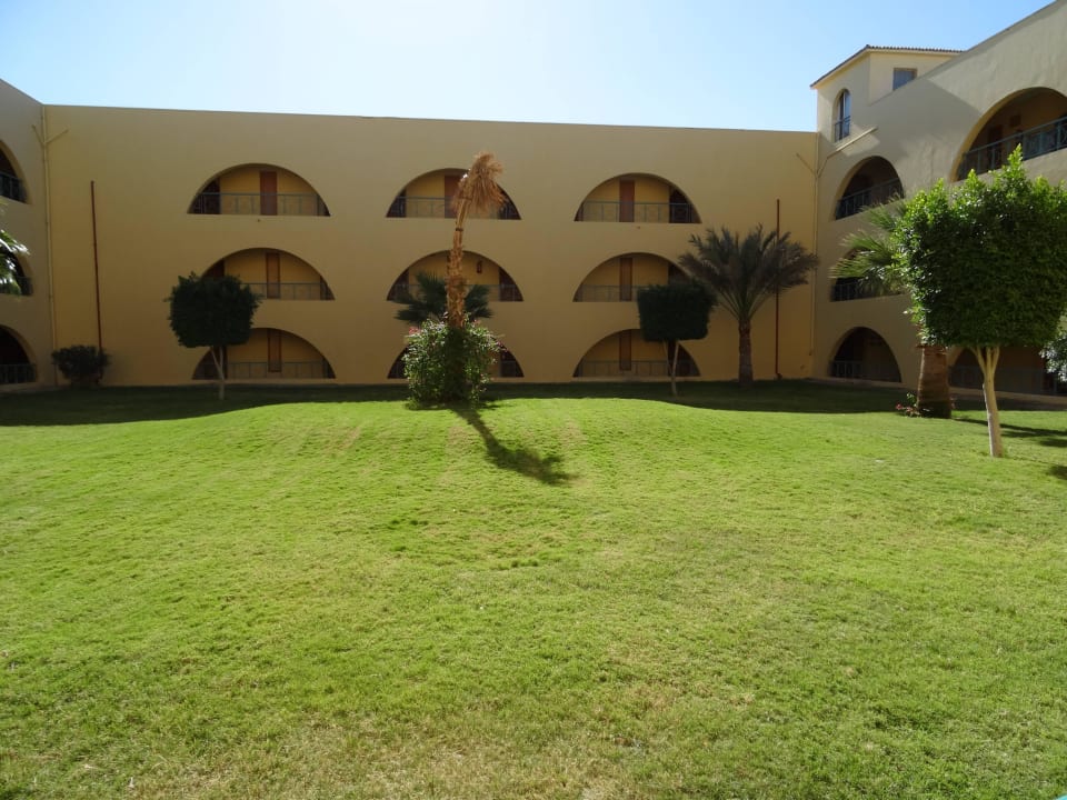 Alles grün zwischen den Blöcken Desert Rose