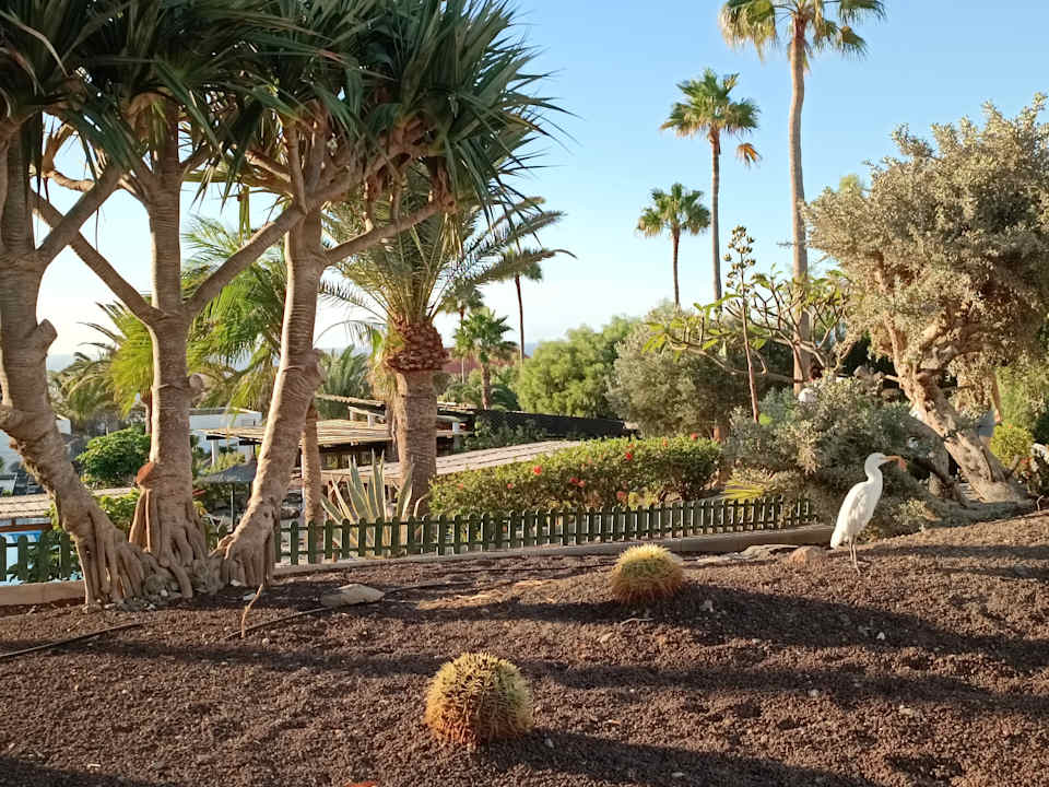 Gartenanlage allsun App.-Hotel Esquinzo Beach