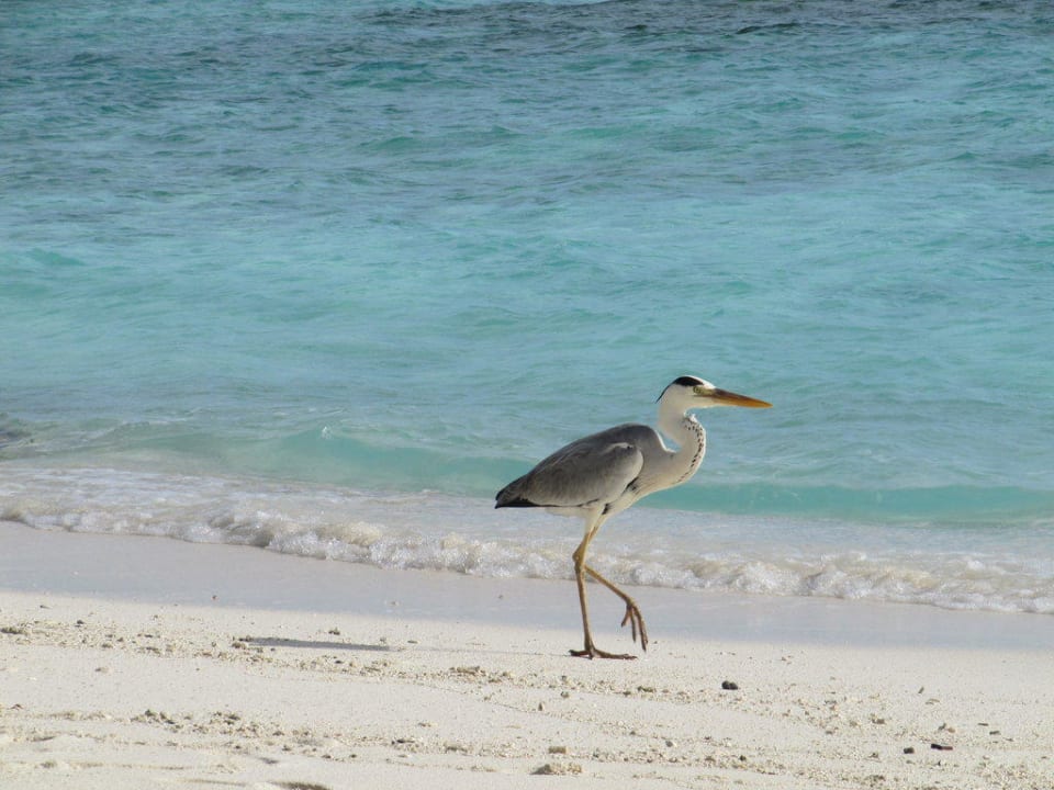 Viele Reiher Fihalhohi Maldives