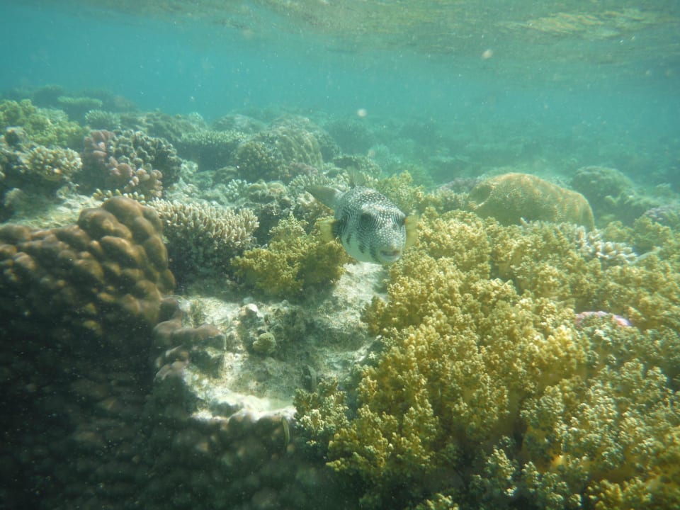 Hausriff Cleopatra Luxury Resort Makadi Bay